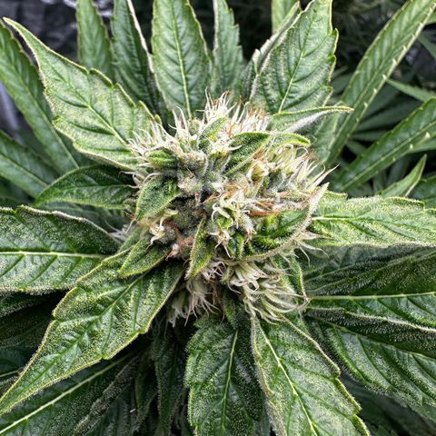 Frozen Black Cherry growlog timeline photo
