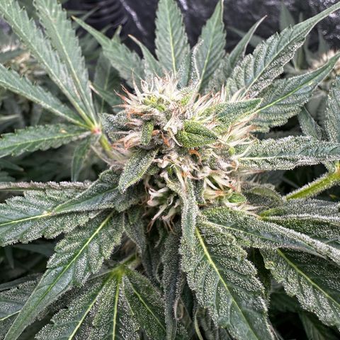 Frozen Black Cherry growlog timeline photo