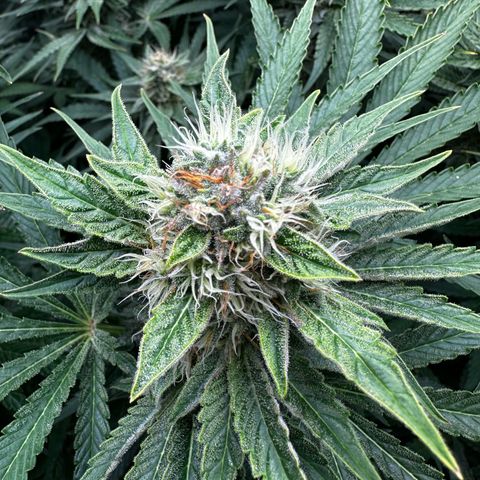 Frozen Black Cherry growlog timeline photo