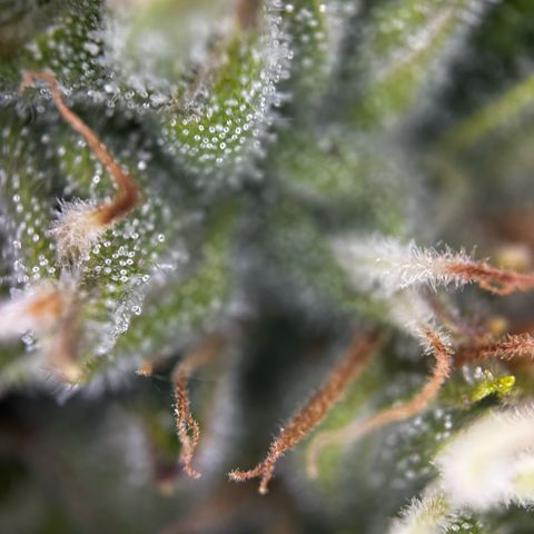Frozen Black Cherry growlog timeline photo