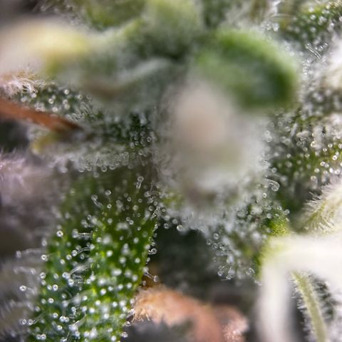 Frozen Black Cherry growlog timeline photo