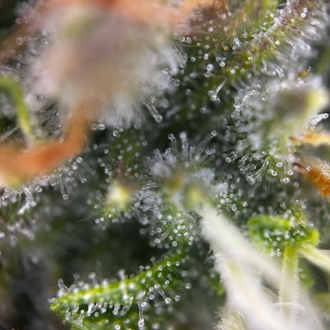 Frozen Black Cherry growlog timeline photo