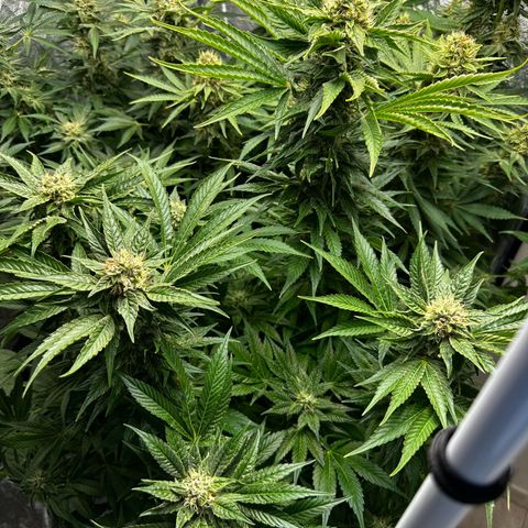 Frozen Black Cherry growlog timeline photo