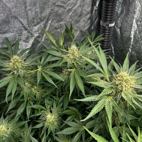 Frozen Black Cherry growlog timeline photo