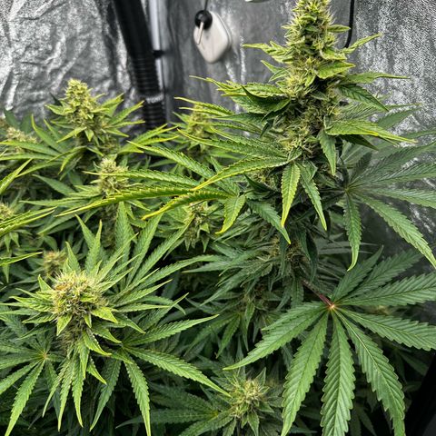Frozen Black Cherry growlog timeline photo