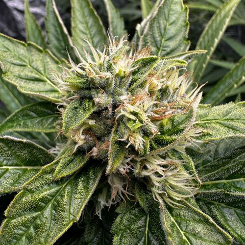 Frozen Black Cherry growlog timeline photo