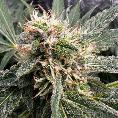 Frozen Black Cherry growlog timeline photo