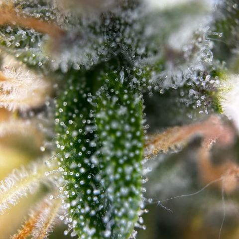 Frozen Black Cherry growlog timeline photo