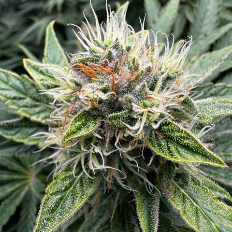 Frozen Black Cherry growlog timeline photo