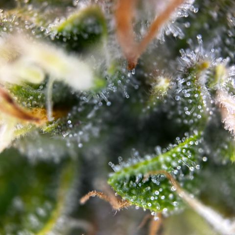 Frozen Black Cherry growlog timeline photo