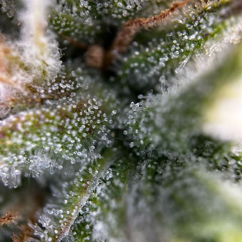 Frozen Black Cherry growlog timeline photo