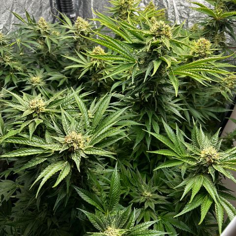 Frozen Black Cherry growlog timeline photo