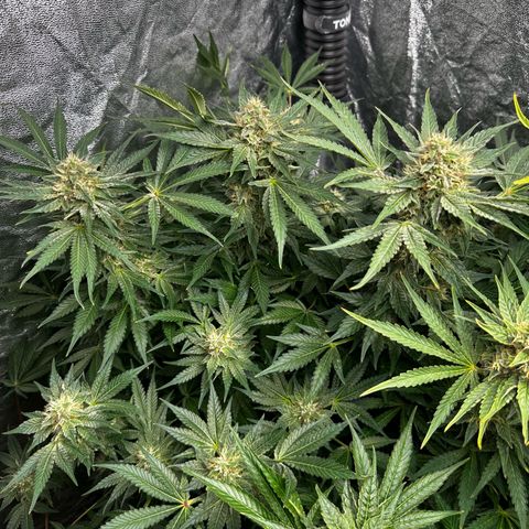 Frozen Black Cherry growlog timeline photo