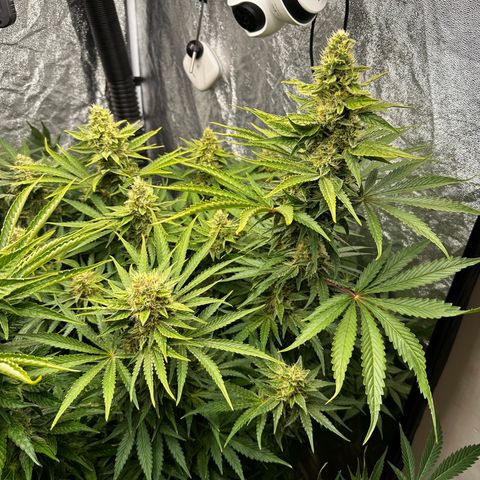 Frozen Black Cherry growlog timeline photo
