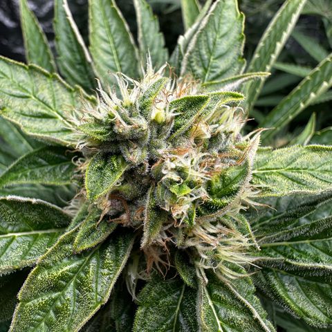 Frozen Black Cherry growlog timeline photo
