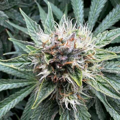 Frozen Black Cherry growlog timeline photo