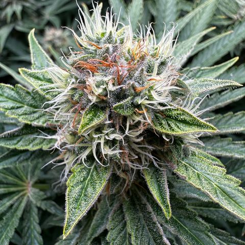 Frozen Black Cherry growlog timeline photo
