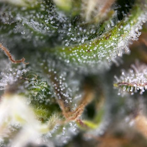 Frozen Black Cherry growlog timeline photo