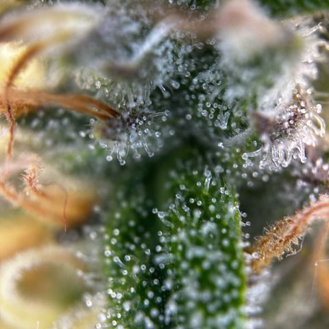 Frozen Black Cherry growlog timeline photo