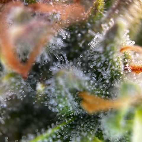 Frozen Black Cherry growlog timeline photo