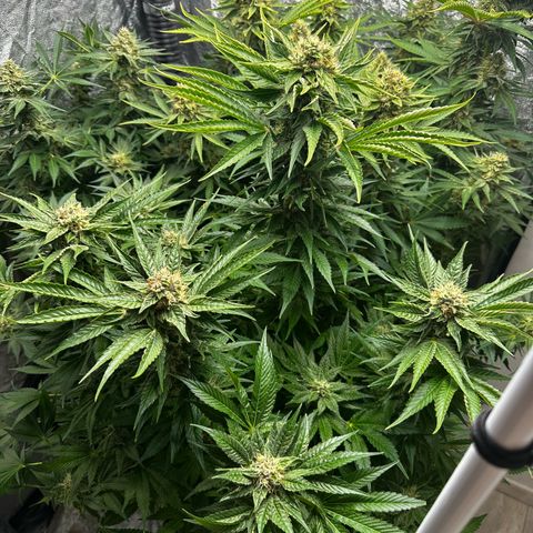 Frozen Black Cherry growlog timeline photo