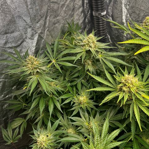 Frozen Black Cherry growlog timeline photo