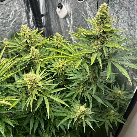 Frozen Black Cherry growlog timeline photo