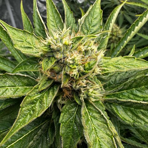 Frozen Black Cherry growlog timeline photo
