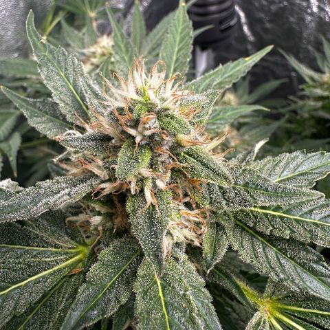 Frozen Black Cherry growlog timeline photo
