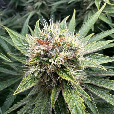 Frozen Black Cherry growlog timeline photo