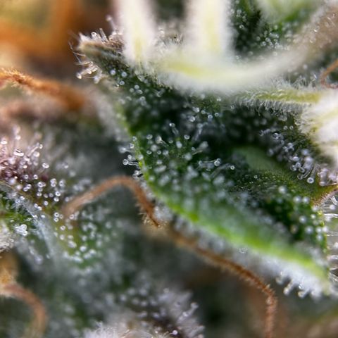 Frozen Black Cherry growlog timeline photo