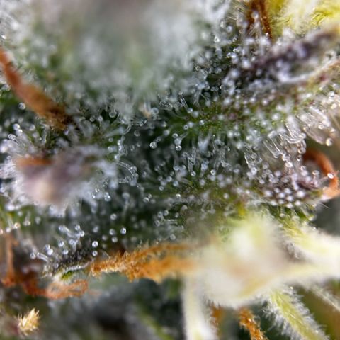 Frozen Black Cherry growlog timeline photo