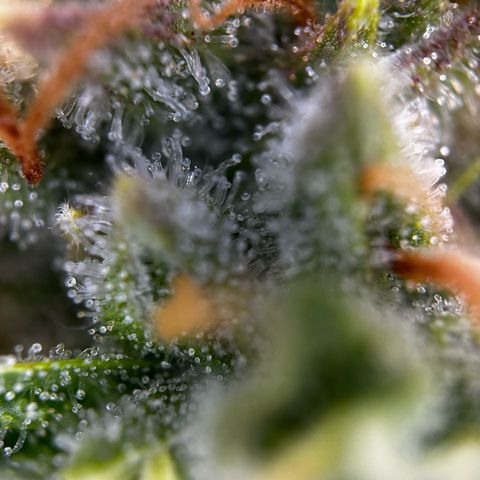 Frozen Black Cherry growlog timeline photo