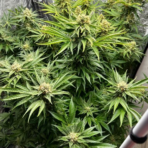 Frozen Black Cherry growlog timeline photo