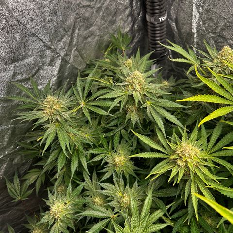 Frozen Black Cherry growlog timeline photo