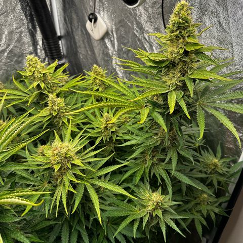 Frozen Black Cherry growlog timeline photo