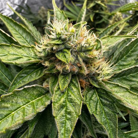 Frozen Black Cherry growlog timeline photo