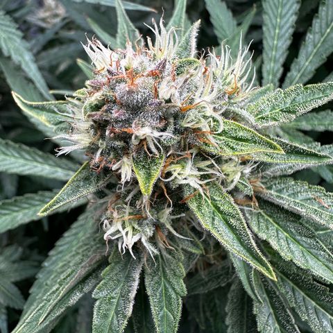 Frozen Black Cherry growlog timeline photo