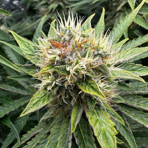 Frozen Black Cherry growlog timeline photo