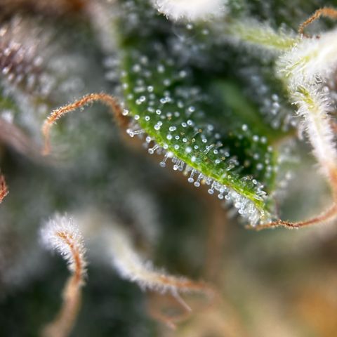 Frozen Black Cherry growlog timeline photo