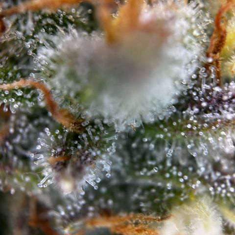 Frozen Black Cherry growlog timeline photo