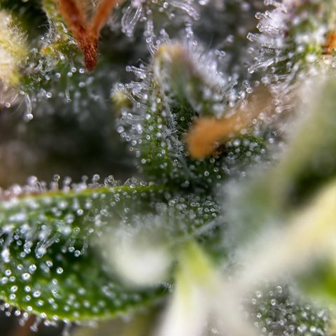 Frozen Black Cherry growlog timeline photo