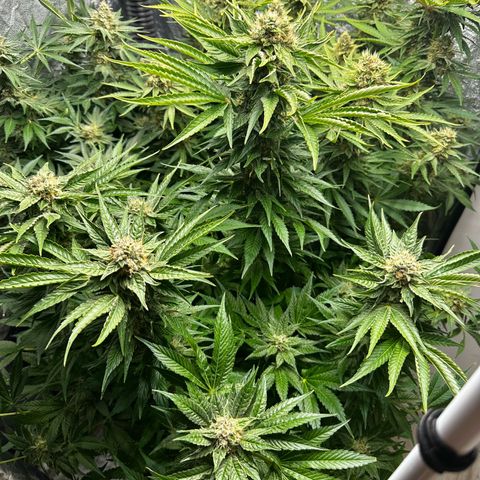 Frozen Black Cherry growlog timeline photo
