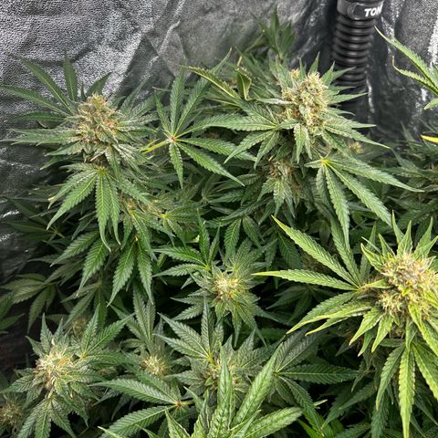 Frozen Black Cherry growlog timeline photo