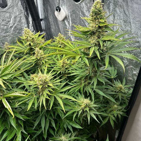 Frozen Black Cherry growlog timeline photo