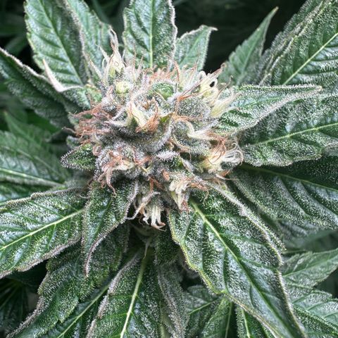Frozen Black Cherry growlog timeline photo