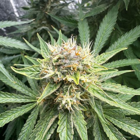 Frozen Black Cherry growlog timeline photo