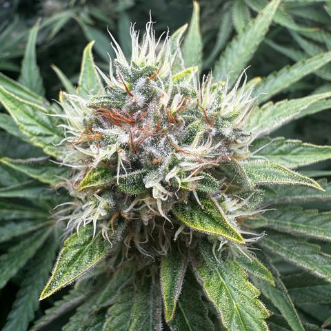 Frozen Black Cherry growlog timeline photo