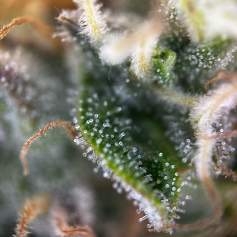 Frozen Black Cherry growlog timeline photo