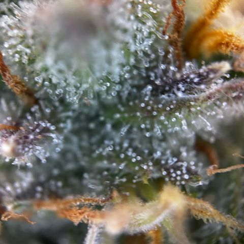 Frozen Black Cherry growlog timeline photo